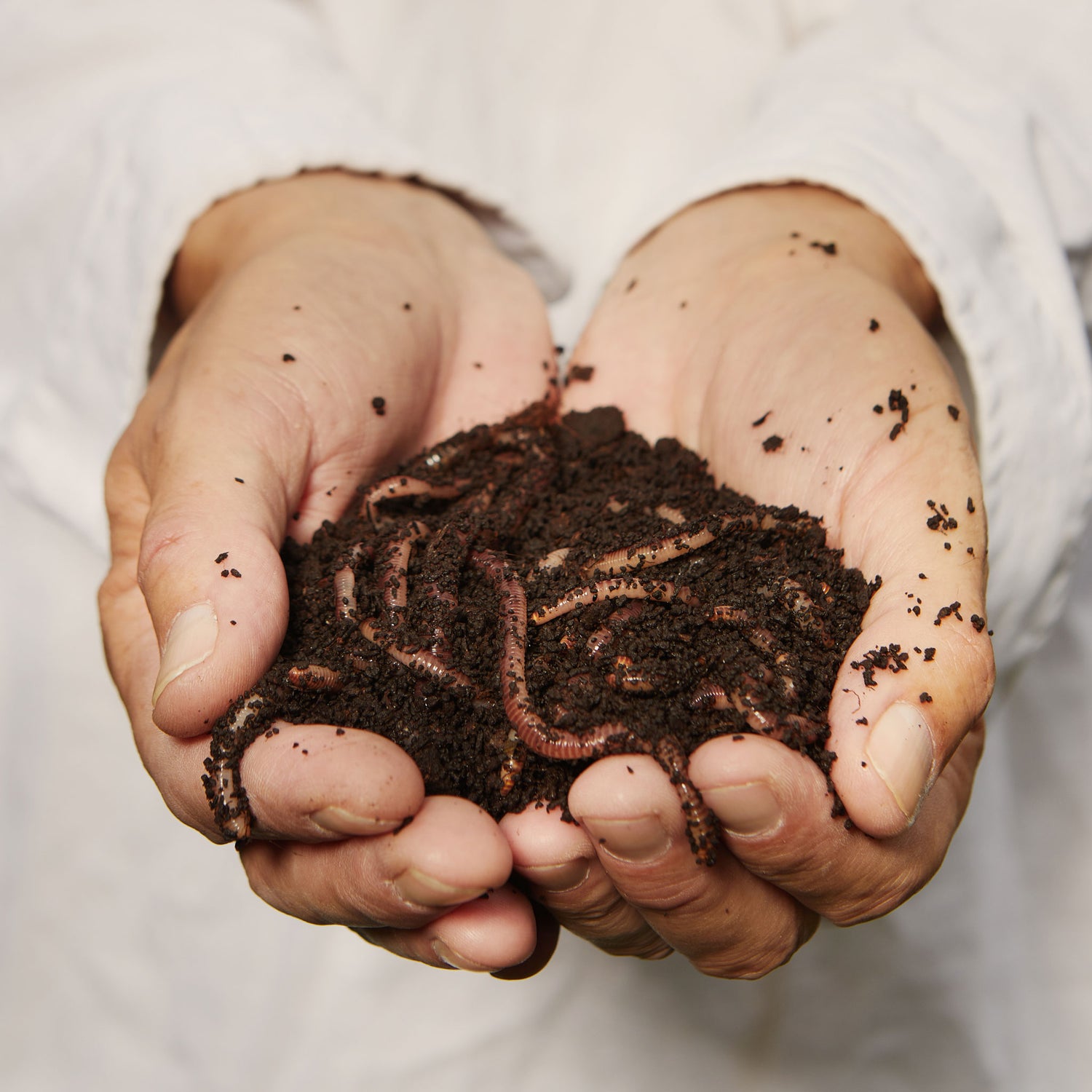 High quality compost worms - Diggory Worms