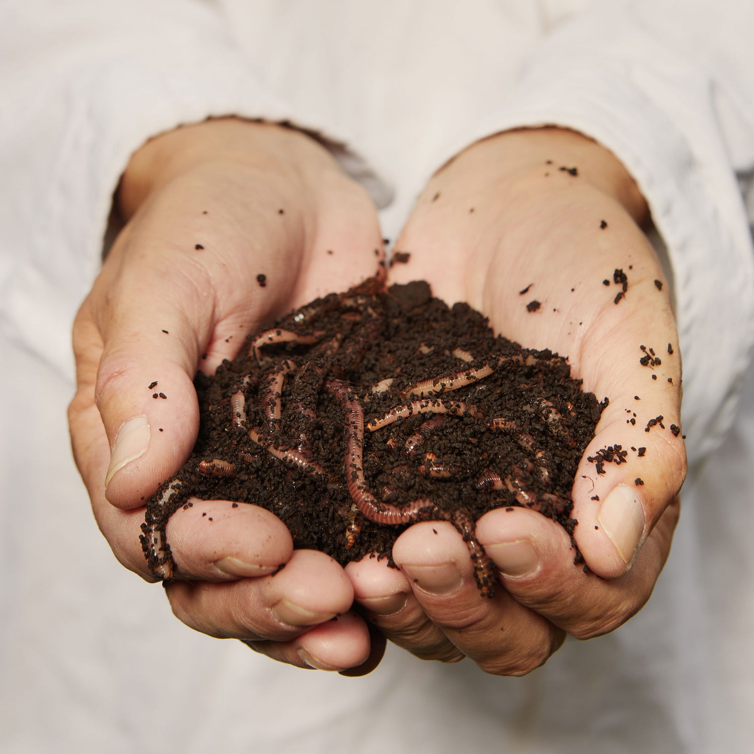 Buy Compost Worms & Worm Castings  Supplying VIC/NSW » Diggory Worms