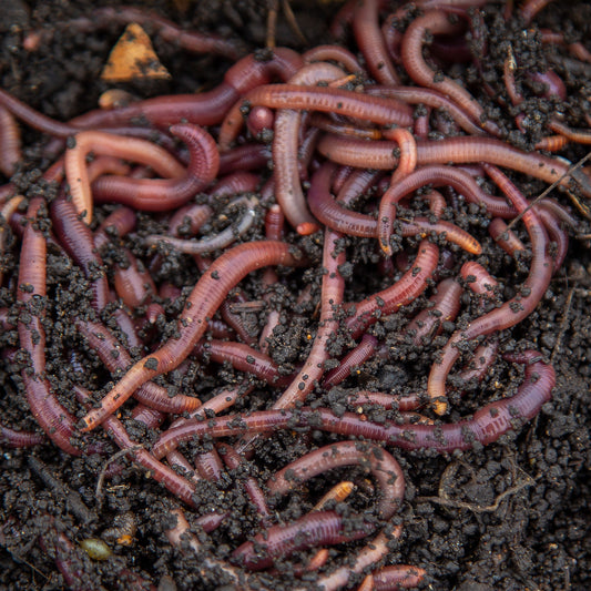 500g Worms - Diggory Worms